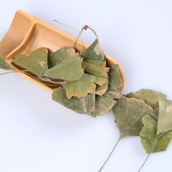 Dried Ginkgo Biloba Leaves